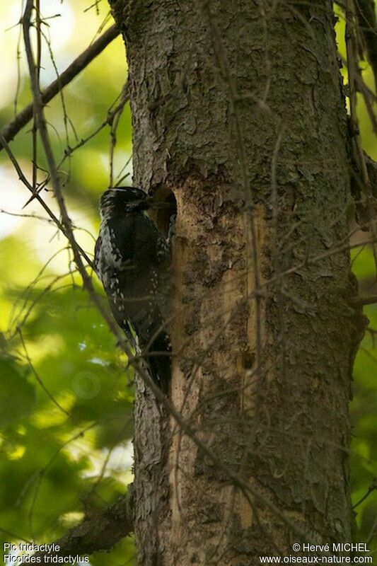 Eurasian Three-toed Woodpecker female adult breeding