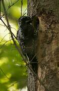 Eurasian Three-toed Woodpecker