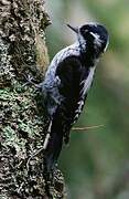 Eurasian Three-toed Woodpecker