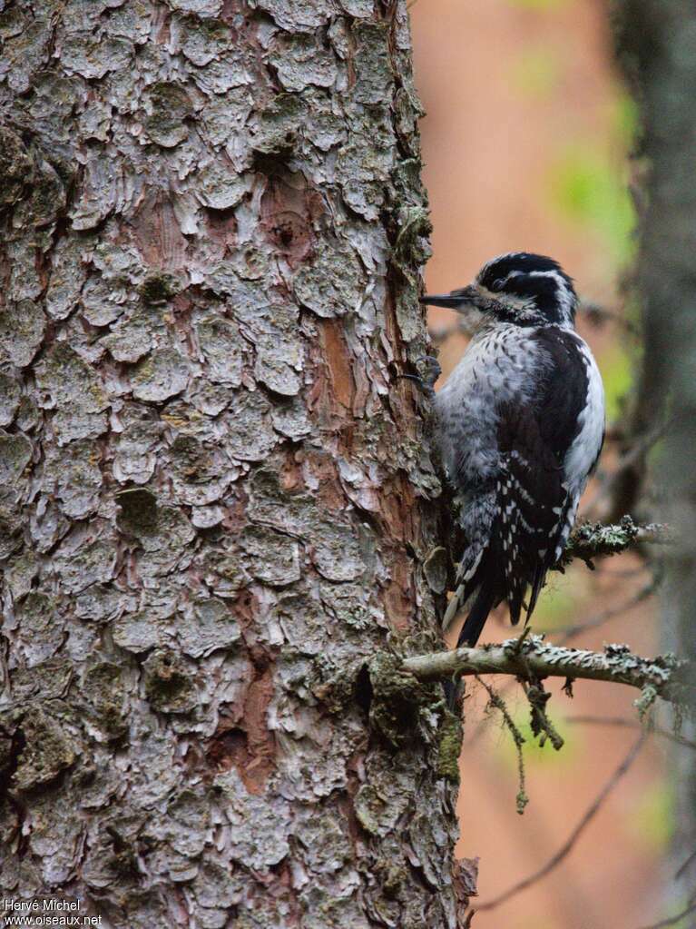 Eurasian Three-toed Woodpecker female adult, identification