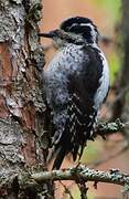 Eurasian Three-toed Woodpecker