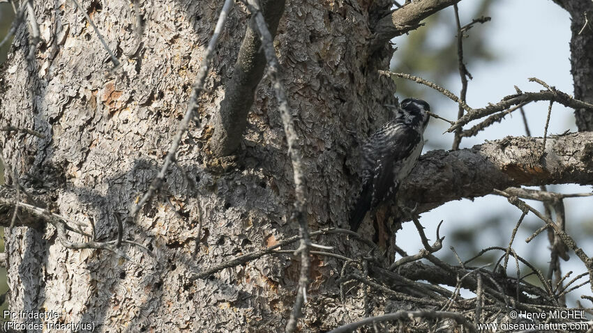 Eurasian Three-toed Woodpecker