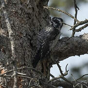 Eurasian Three-toed Woodpecker