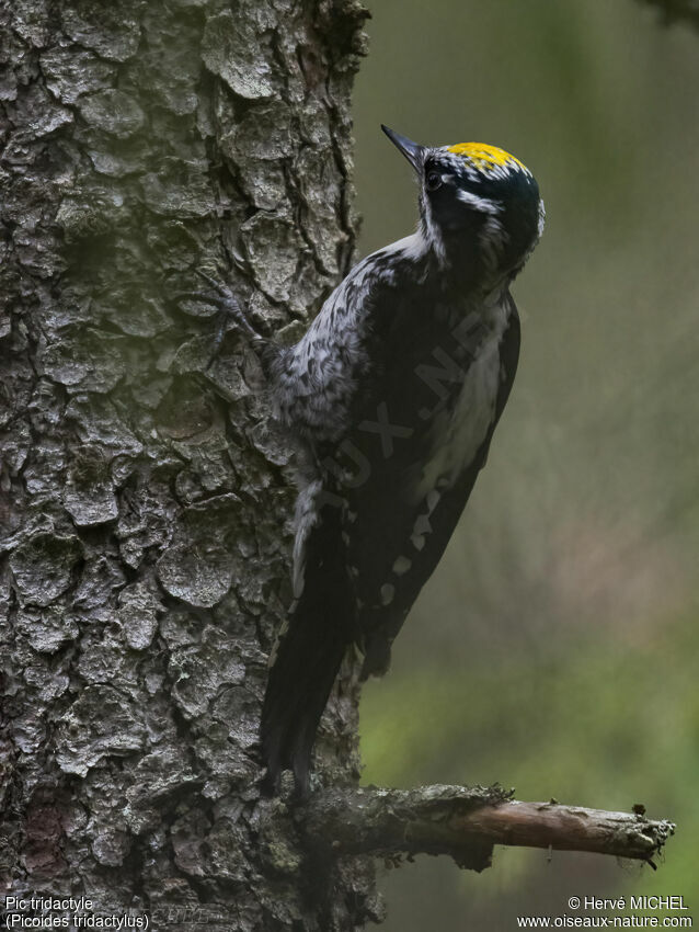 Eurasian Three-toed Woodpecker male adult