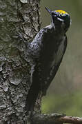 Eurasian Three-toed Woodpecker