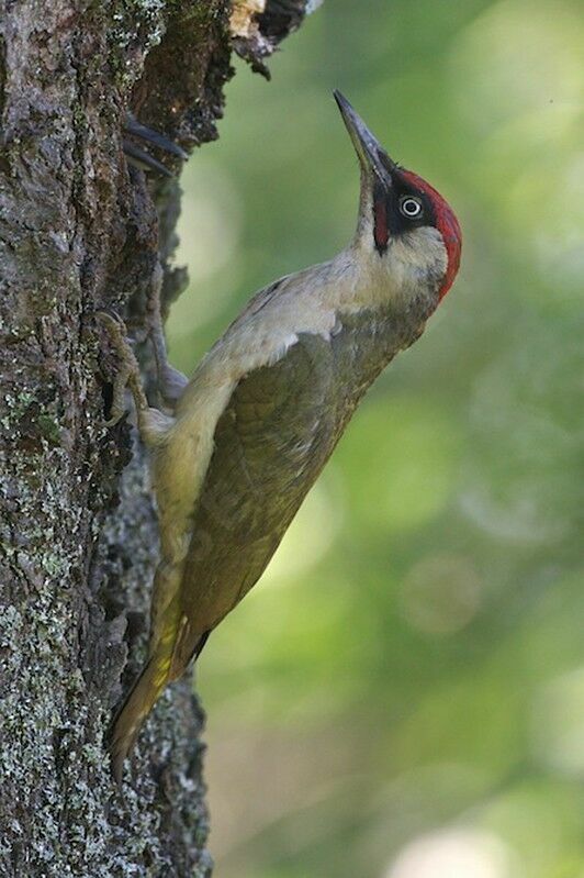 European Green Woodpecker