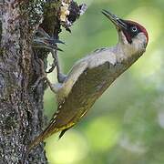 European Green Woodpecker