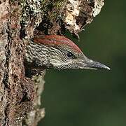 European Green Woodpecker