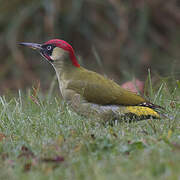 European Green Woodpecker