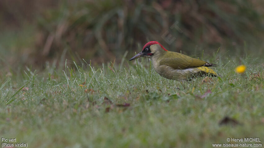 European Green Woodpecker male adult