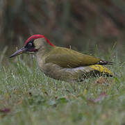 European Green Woodpecker