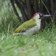 European Green Woodpecker