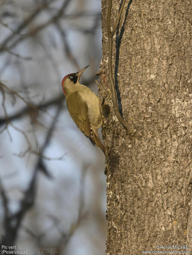 European Green Woodpecker female adult