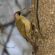 European Green Woodpecker