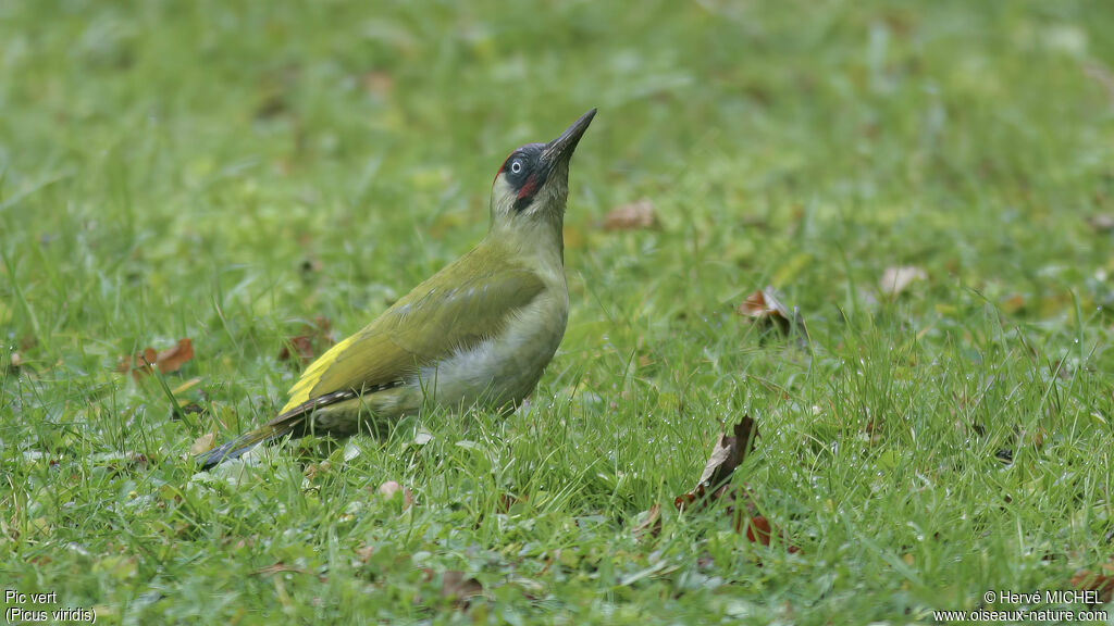 European Green Woodpecker male adult