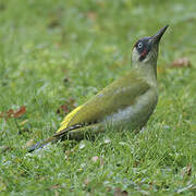 European Green Woodpecker