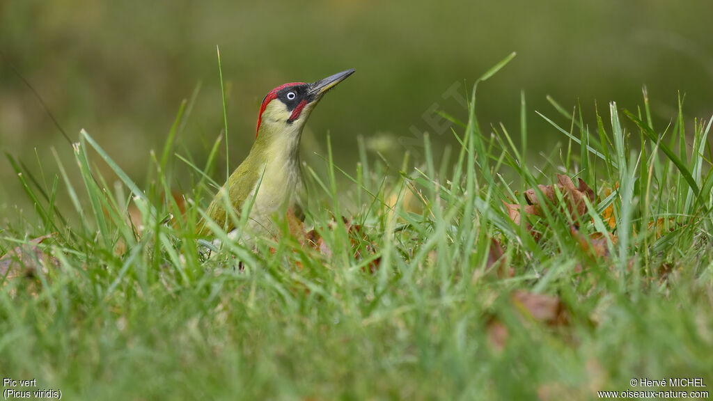 European Green Woodpecker male adult