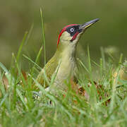 European Green Woodpecker