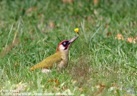 European Green Woodpecker