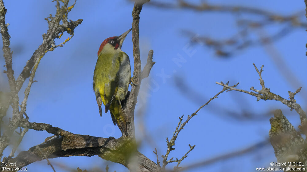 European Green Woodpecker male adult