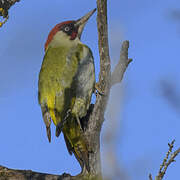 European Green Woodpecker