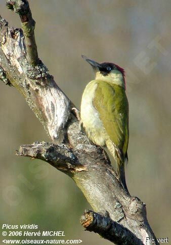 European Green Woodpecker female adult