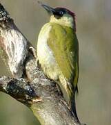 European Green Woodpecker