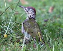 European Green Woodpecker