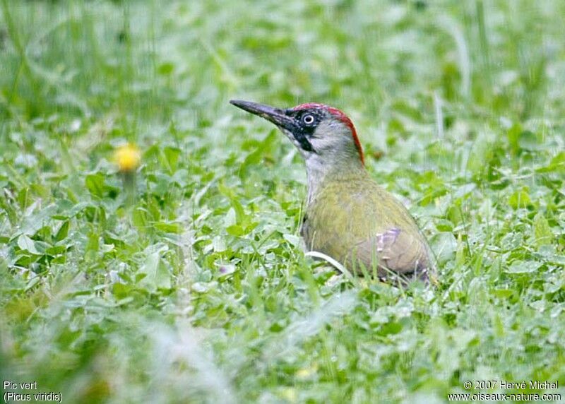 European Green Woodpecker female adult