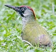 European Green Woodpecker