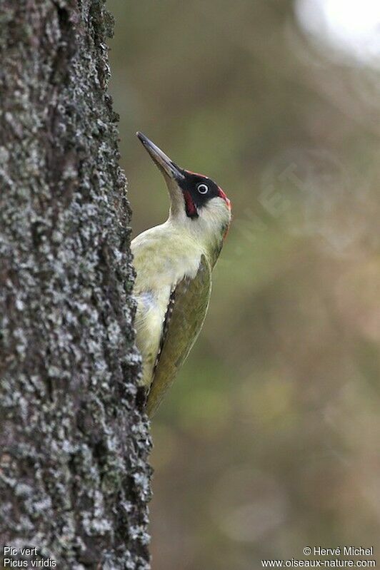 European Green Woodpecker male adult