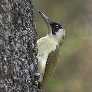 European Green Woodpecker