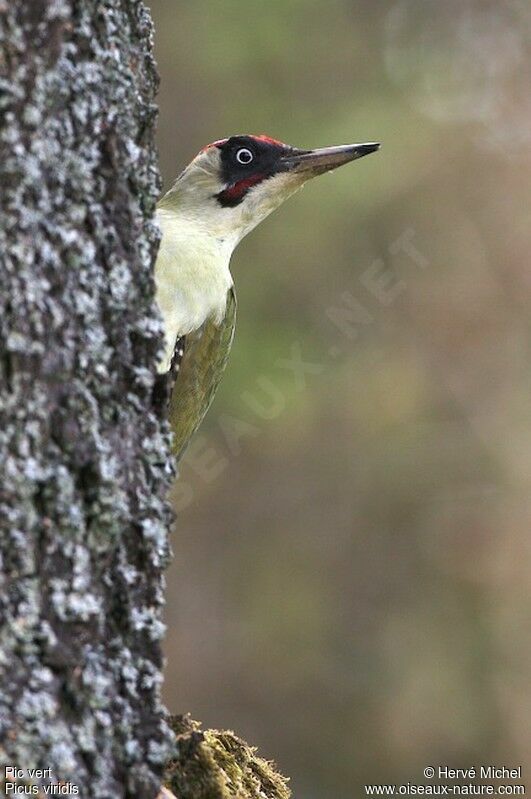 European Green Woodpecker male adult