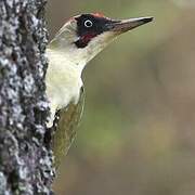 European Green Woodpecker