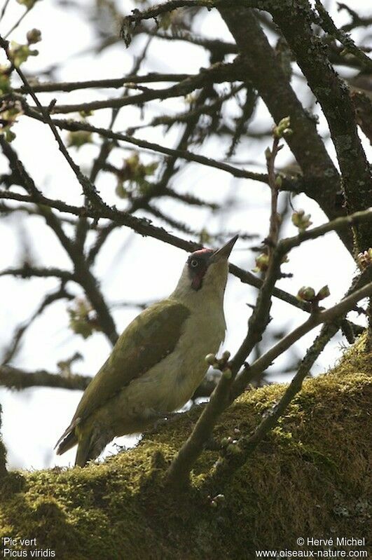 European Green Woodpecker male adult