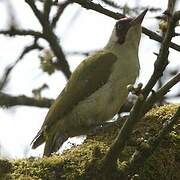 European Green Woodpecker