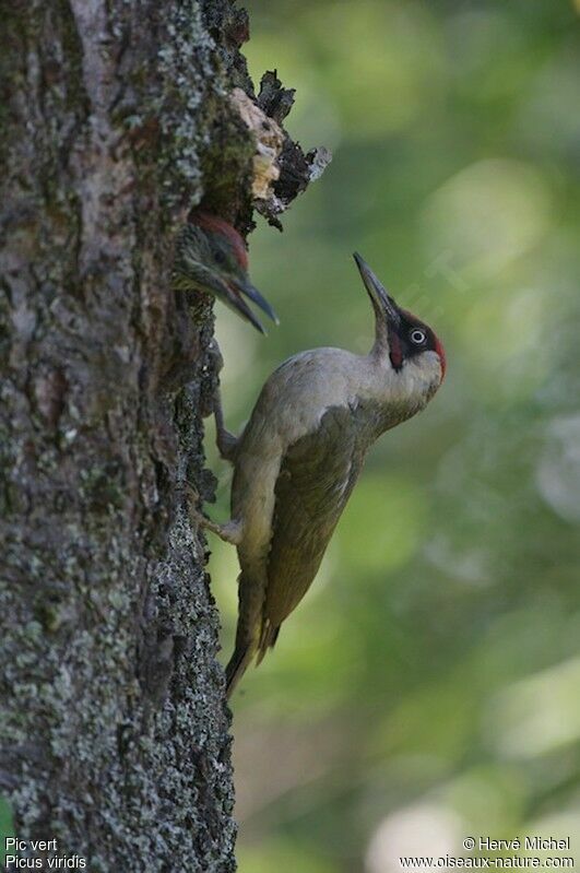 European Green Woodpecker male adult
