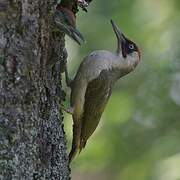 European Green Woodpecker