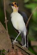 White-necked Rockfowl