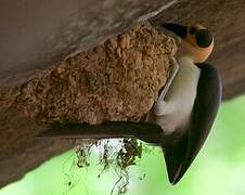 White-necked Rockfowl