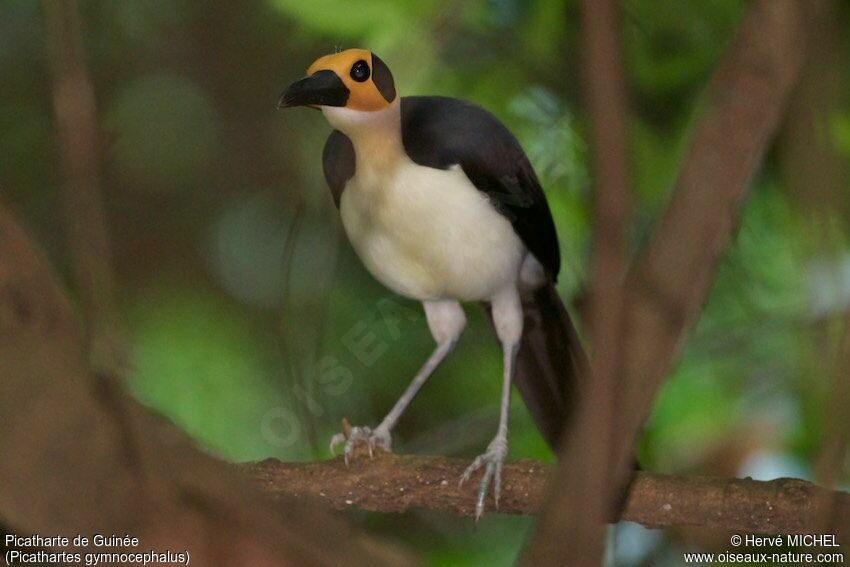 White-necked Rockfowl, identification