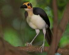 White-necked Rockfowl