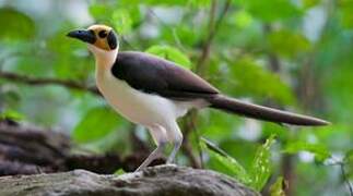 White-necked Rockfowl