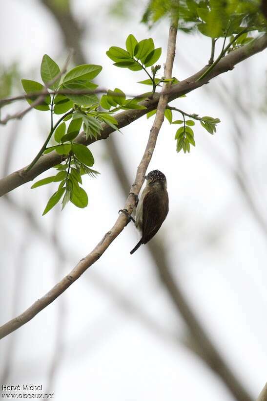 Greyish Piculet, habitat, pigmentation