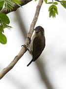 Greyish Piculet