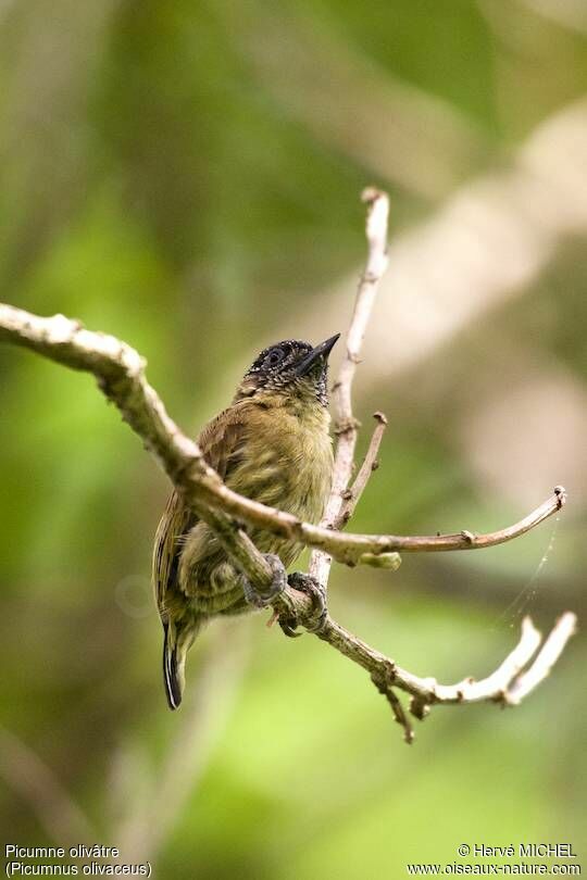 Olivaceous Piculet