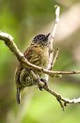 Olivaceous Piculet