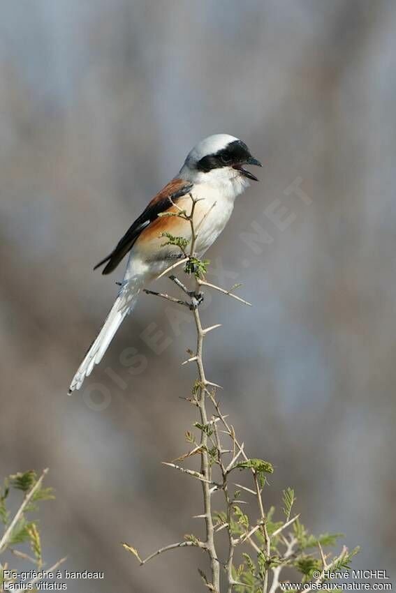 Bay-backed Shrike