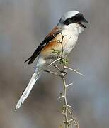 Bay-backed Shrike