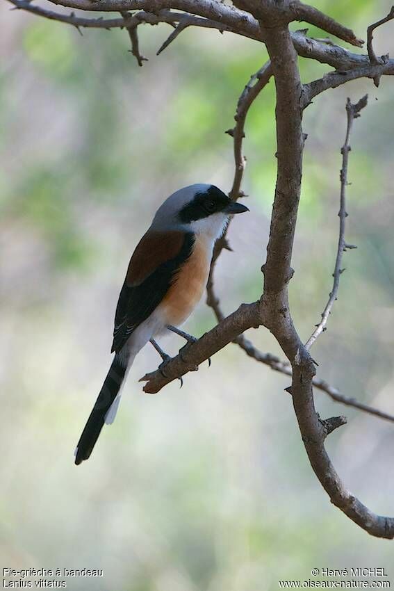 Bay-backed Shrike